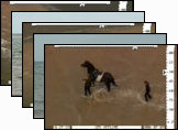 Horse and two riders cut off by the tide <small>July 2006</small>